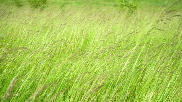 Tall green grass background blown by the wind. Selective focus