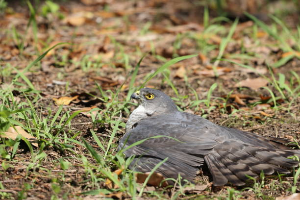 istock Japanese lesser sparrowhawk female in Japan 1500817466