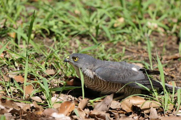 istock Japanese lesser sparrowhawk female in Japan 1500817562