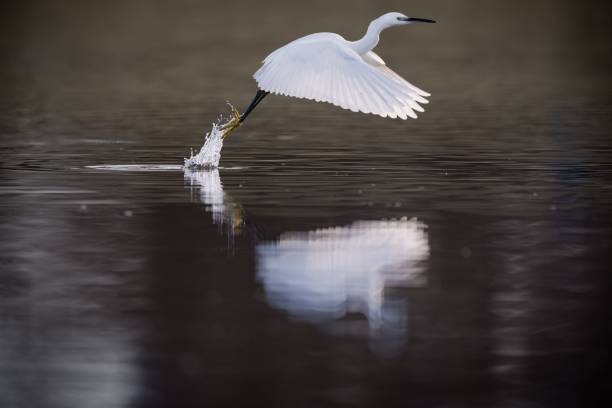 istock the great egret taking flight as it prepares to land in water 1500818551