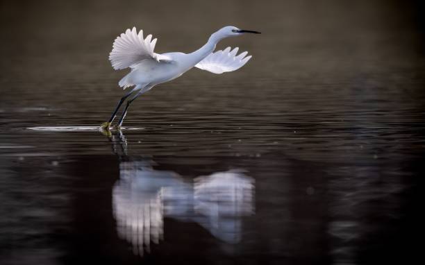 istock the great egret taking flight as it prepares to land in water 1500818576