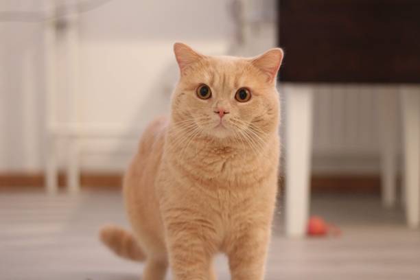 istock A British shorthaired cat 1500818860