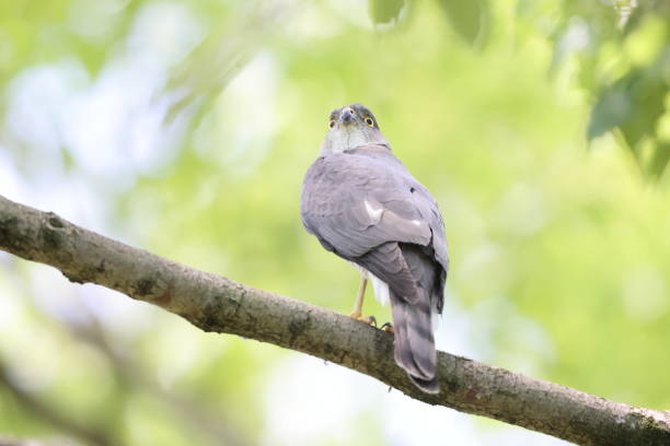 Japanese lesser sparrowhawk (Accipiter gularis) female in Japan