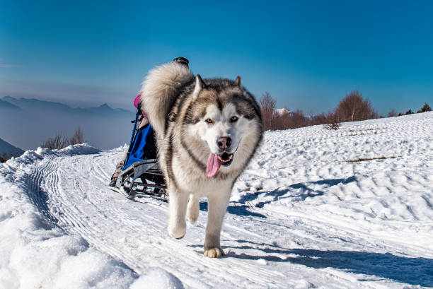 Close-up of an Alaskan Malamute during a sled doc competition
