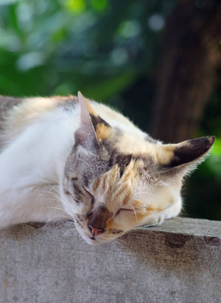 istock Close up shot of cat napping on  concrete 1500820489