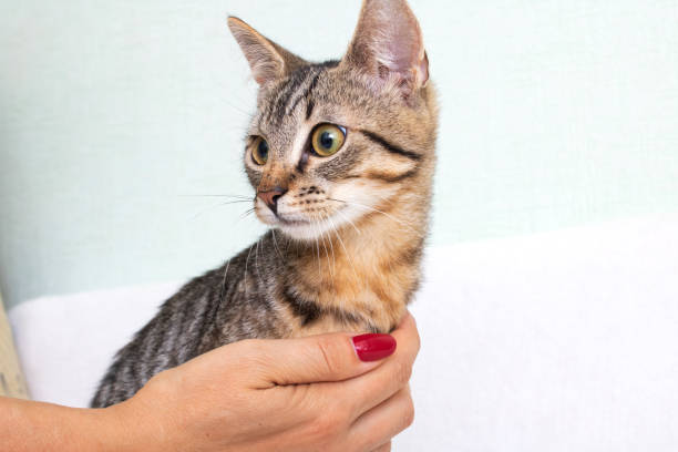 istock Gray kitten in hand is on white background 1500820534