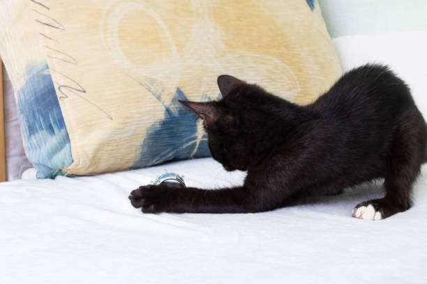 istock Black cat playing with Christmas decoration closeup 1500820692