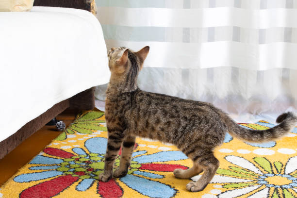 istock Gray striped cat jumps on the bed 1500820826