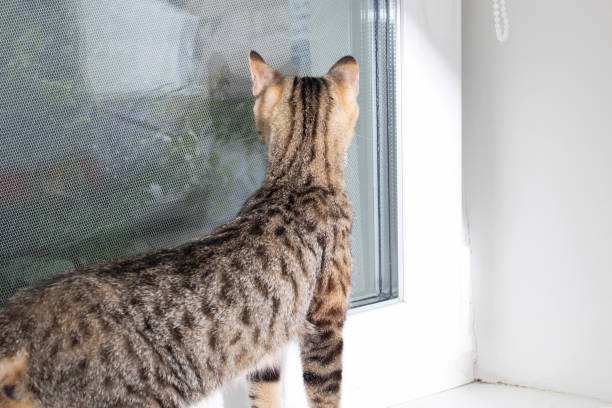 istock Gray kitten looks carefully out the window 1500820828