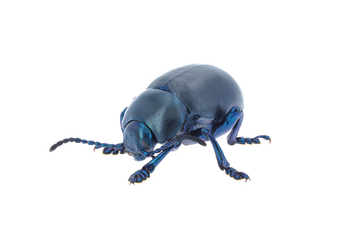 Leaf beetle isolated on white background, Timarcha nicaeensis