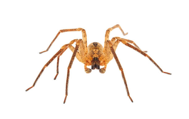 istock Spiny false wolf spider isolated on white background, Zoropsis spinimana 1500822326