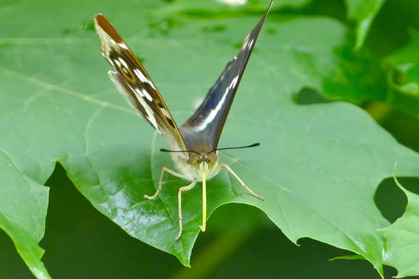 istock Purple emperor ( Apatura iris ) butterfly drinks on a leaf. 1500824769