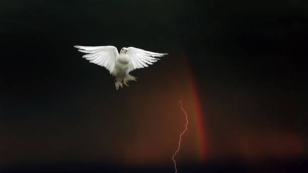 istock Pigeon with rainbow and lightning 1500825280