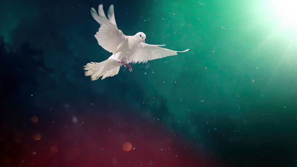 istock Pigeon with particles and blurry background 1500825282