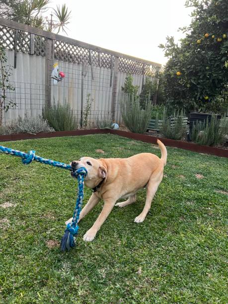 istock Animal - Labrador retriever dog 1500826822