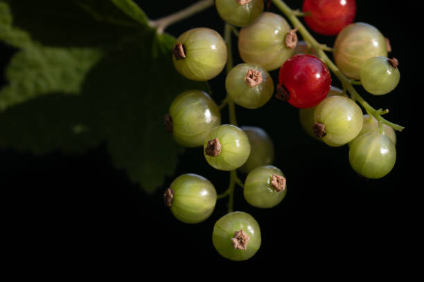 小さくて熟していない、熟していない赤と緑のスグリの接写。果実は茂みの上で成長します。背景が暗く、テキストの余地がある - gooseberry fruit bush green ストックフォトと画像