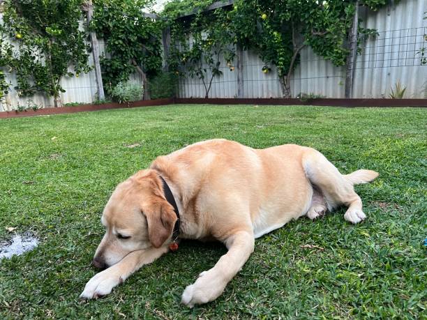 istock Animal - Labrador retriever dog 1500827256