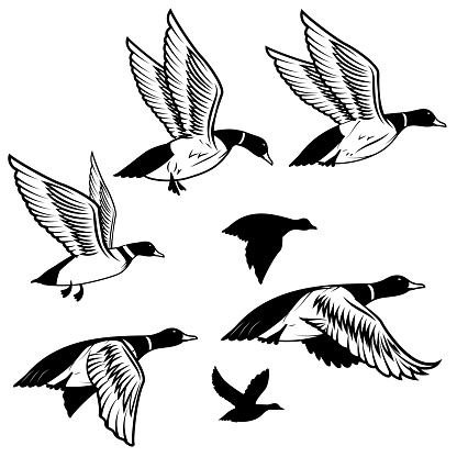 Set of flying wild ducks. Duck hunting. 
mallard duck flying. Vector illustration.