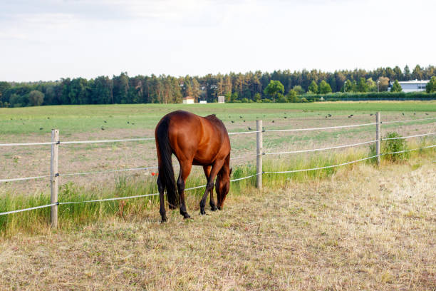 istock Brown Horse Grazing in the Paddock 1500828445