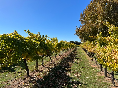 Lush vineyards in California's Wine Country