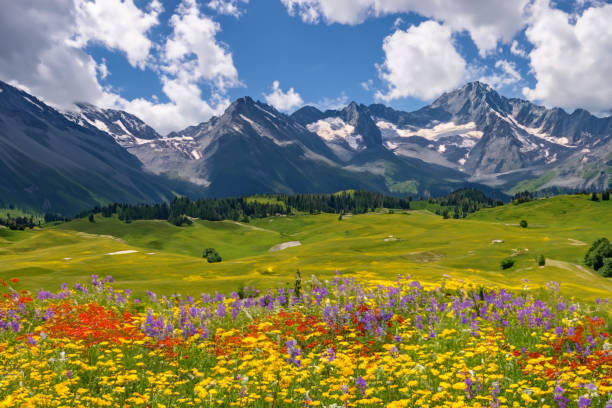 istock Alpine meadows- Discover vast meadows nestled among towering alpine peaks, adorned with a colorful blanket of wildflowers during the summer months 1500828774