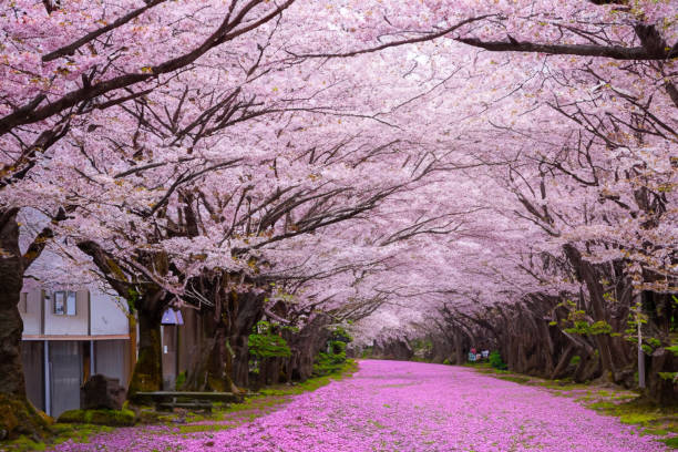 istock Cherry blossom avenue- Walk along a pathway adorned with blooming cherry blossoms, creating a dreamlike atmosphere with their delicate pink petals 1500828809