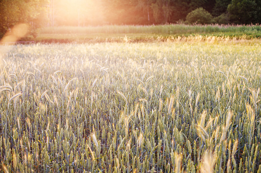 beautiful summer field in the setting sun. summer background, soft