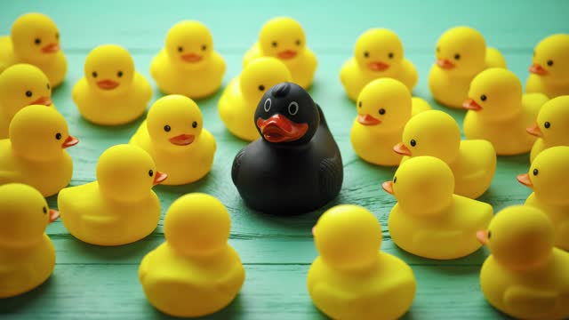 Stop-motion video of a group of many yellow rubber ducks looking at a strange different larger black duck.