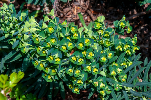 Euphorbia myrsinites, also known as myrtle spurge, blue spurge, or broad-leaved glaucous-spurge, is a succulent plant is native to south-eastern Europe and Asia Minor