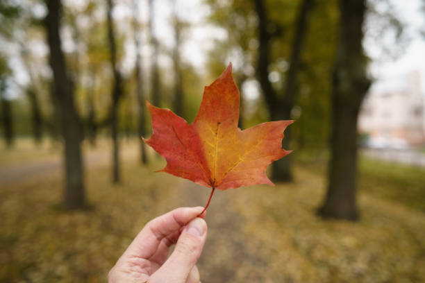 POV man hand hold orange maple leaf while walking in alley, shallow focus