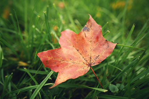 fallen autumn maple leaf on green grass, closeup photo