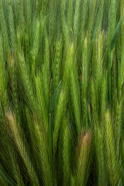 pattern of spikes of grass stock photo