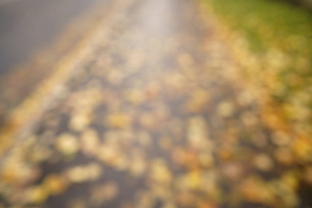 bokeh background of autumn fallen leaves, cloudy weather