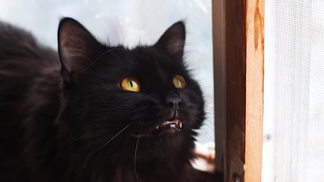 Black cat meows at birds Slowmotion footage video