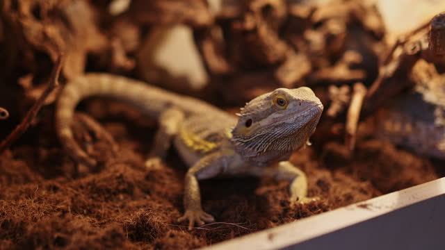 Reptil iguana rests in a terrarium under a certain temperature