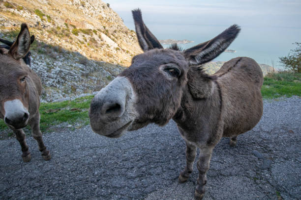 istock Donkey in Lake Skadar, Montenegro. 1500839127