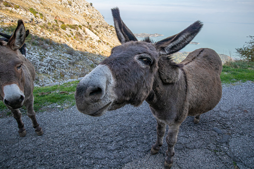 Donkey's in Lindos, Rhodos Greece
