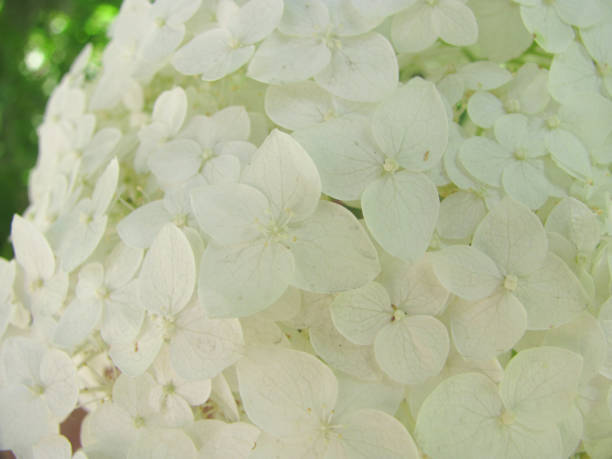 istock lots of delicate little white flowers 1500839227