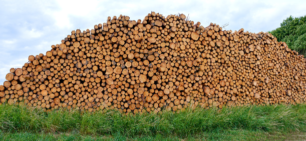 Pile of dry firewood isolated on a white background in close-up