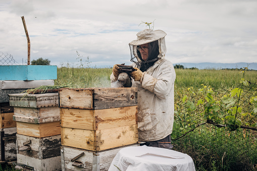 A beekeeper works in an apiary, producing honey