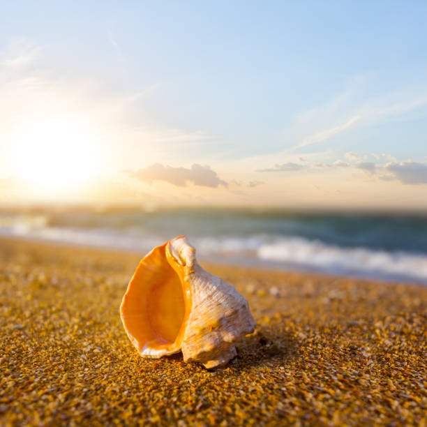 istock closeup empty marine shell lie on the sandy sea beach at the sunset 1500841743