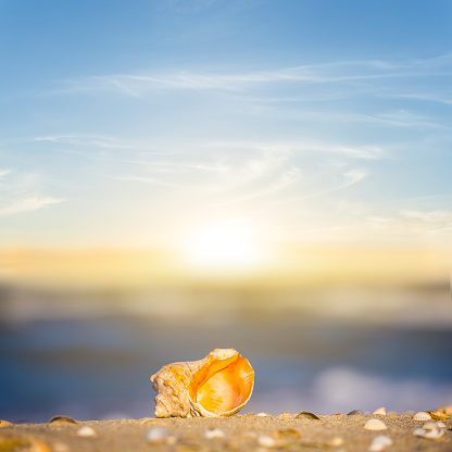 closeup empty marine shell lie on the sandy sea beach at the sunset