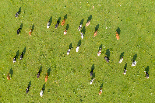 Aerial drone view of free grazing cows on a natural pastureland. Dairy farm. Growing livestock. Cattle breeding.