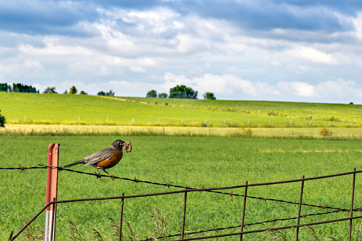 Robin with Gigantic Worm on Fence with farm fields in the background