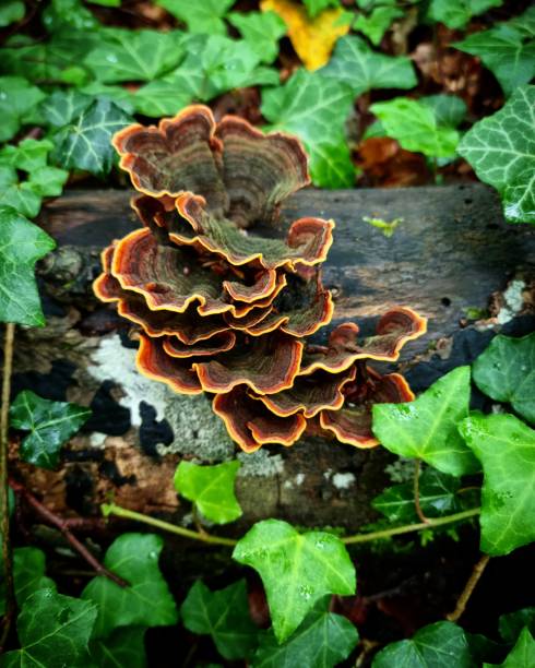 istock Walk in the wood 1500844626