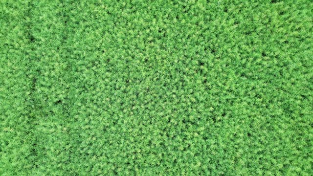 Drone view of an agricultural field in summer.