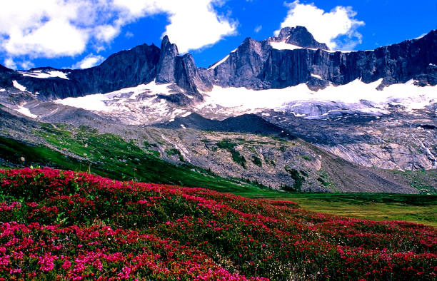 istock Alpine Azalea, Adamant Mountain Range, British Columbia, Canada 1500850279