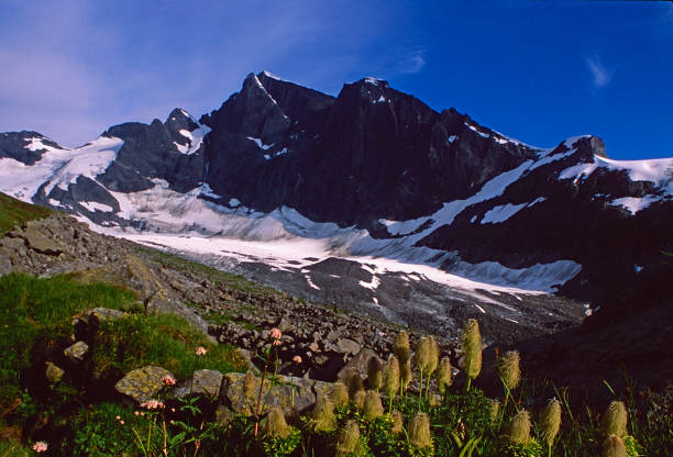 istock Hippie on a Stick( Western Pasque Flower), Adamant Mountain Range, British Columbia, CanadaHi 1500850369