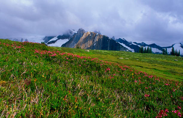 istock Adamant Mountain Range, British Columbia, Canada 1500850550