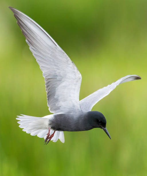 istock Black Tern, Chlidonias niger 1500853304